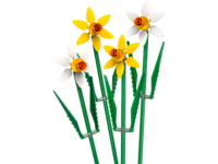 40747 Daffodils