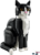 21349 Tuxedo Cat